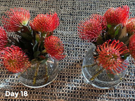 18 day old Bloombag flowers