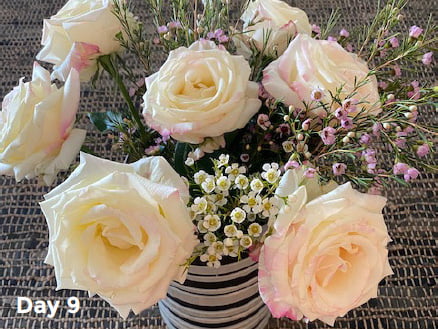 9 day old Bloombag flowers