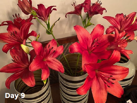 9 day old Bloombag flowers